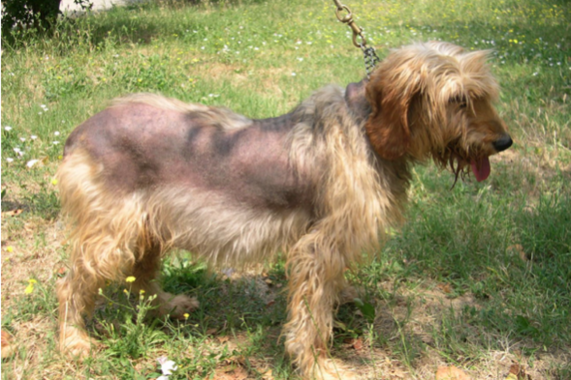 Sindrome di Cushing (Ipercortisolismo)